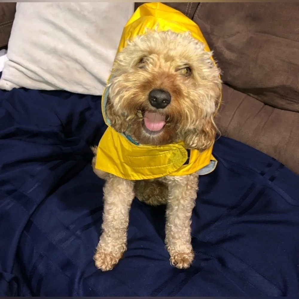 Dog Raincoat Yellow XL